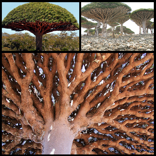 dragon's blood tree